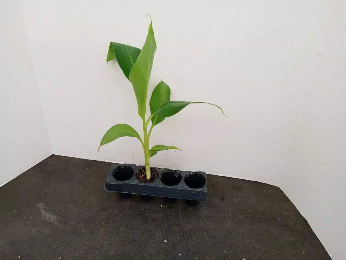 Grand Nain Banana Plant Starter 3-5 Inches Tall, Organic Musa acuminata, Fast Growing, Pesticide-Free, Fruit Producer