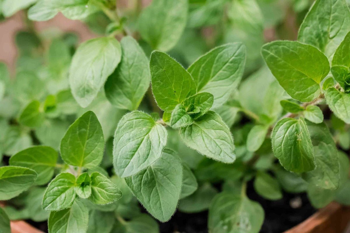 Oregano Seeds 500 Count - Origanum vulgare var. hirtum - Culinary Herb for Gardening, Compact & Aromatic