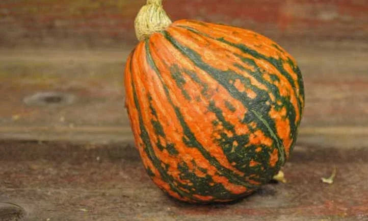 Lakota Winter Squash Seeds - Organic Heirloom Cucurbita pepo - Packet of 20 Non-GMO Seeds for Gardening