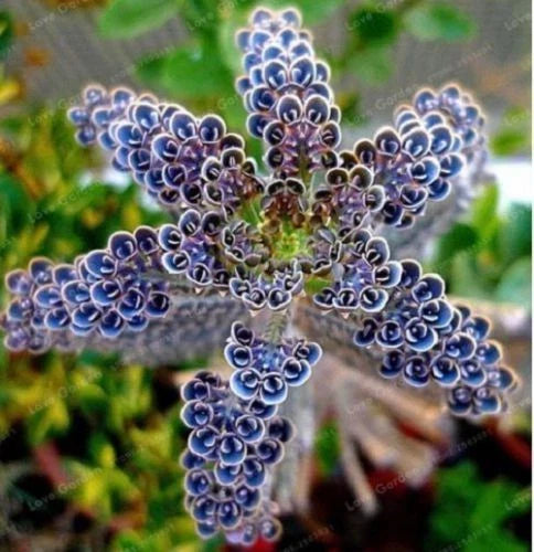 25 Rare Dark Blue Kalanchoe Seeds | Succulent Flower Seeds | Kalanchoe spp. | 92 US Seller