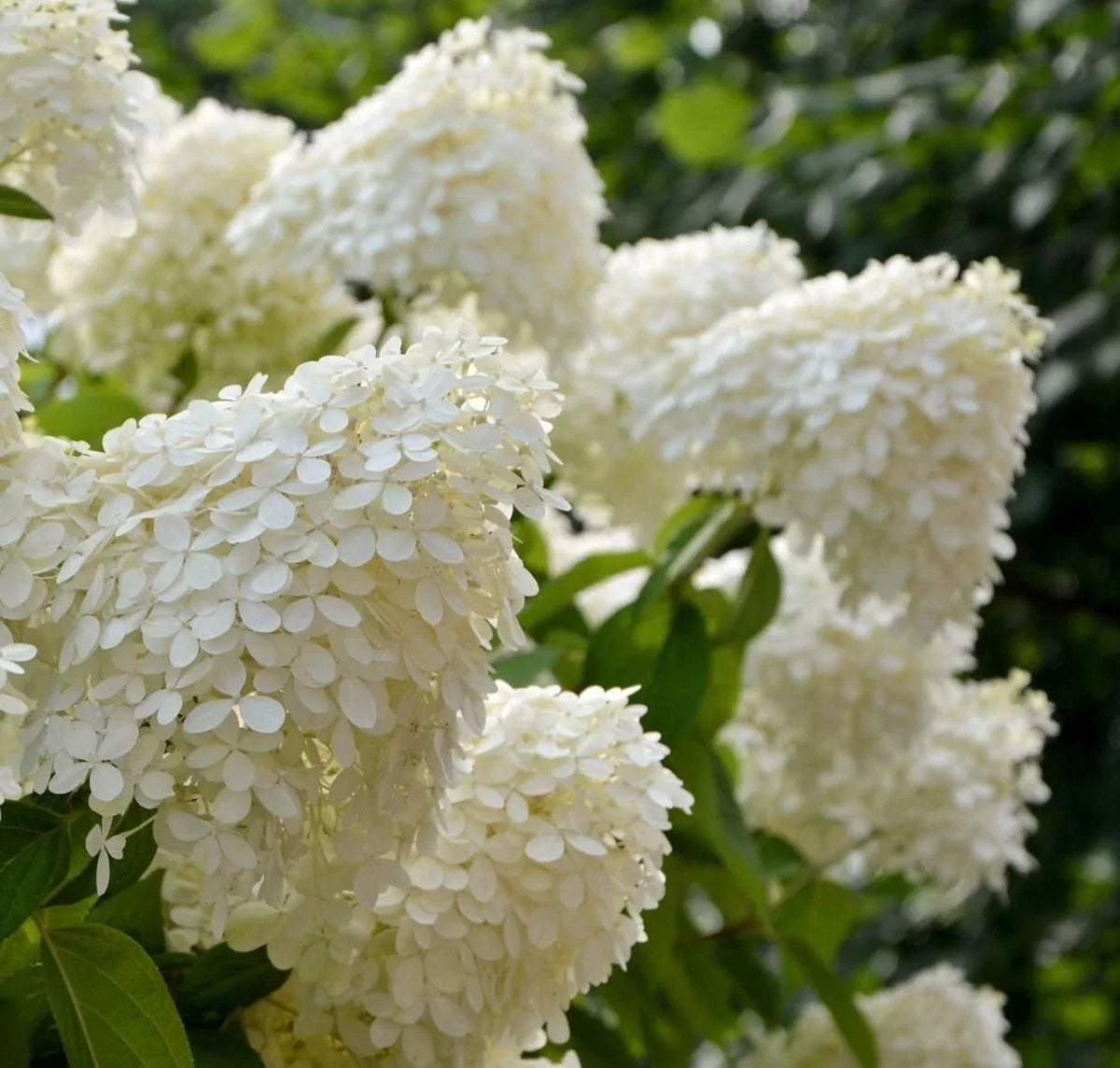 White Hydrangea Seedlings 4-Inch Pots, Hydrangea macrophylla - Blooming White Flowers for Garden Planting
