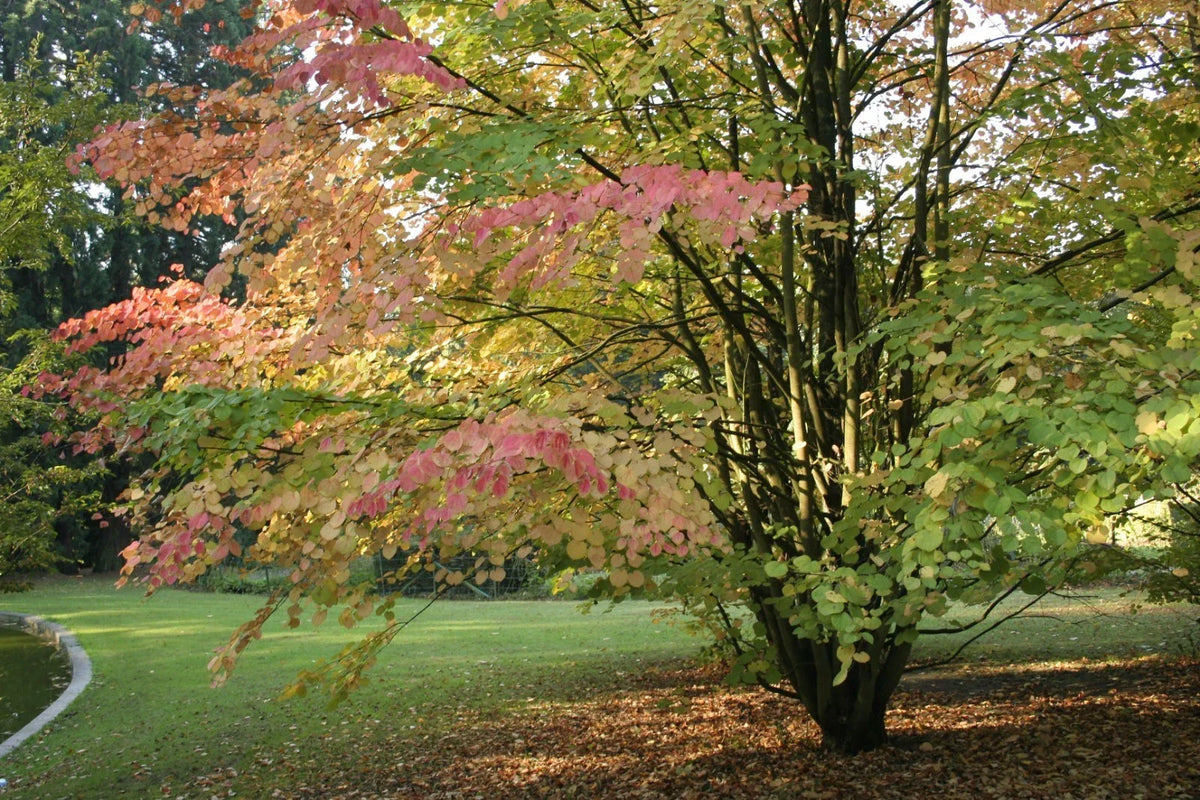 Japanese Katsura Seeds - 50 Count - Cercidiphyllum japonicum - Deciduous Tree for Home Garden - Non-GMO, Easy to Grow