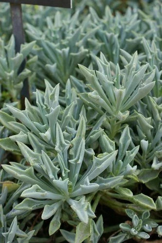 Senecio Spear Plant Cuttings 5+" Rare Succulent Kleiniformis - 3 Healthy Cuttings for Indoor/Outdoor Propagation
