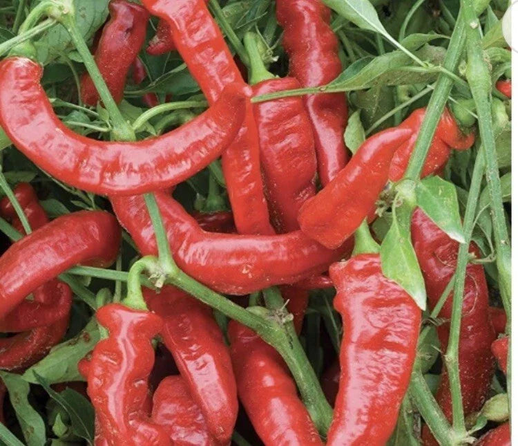 Lot of 3 Live Jimmy Nardello Sweet Pepper Plants - Capsicum annuum - 75 Days Old - Red Sweet Peppers for Garden