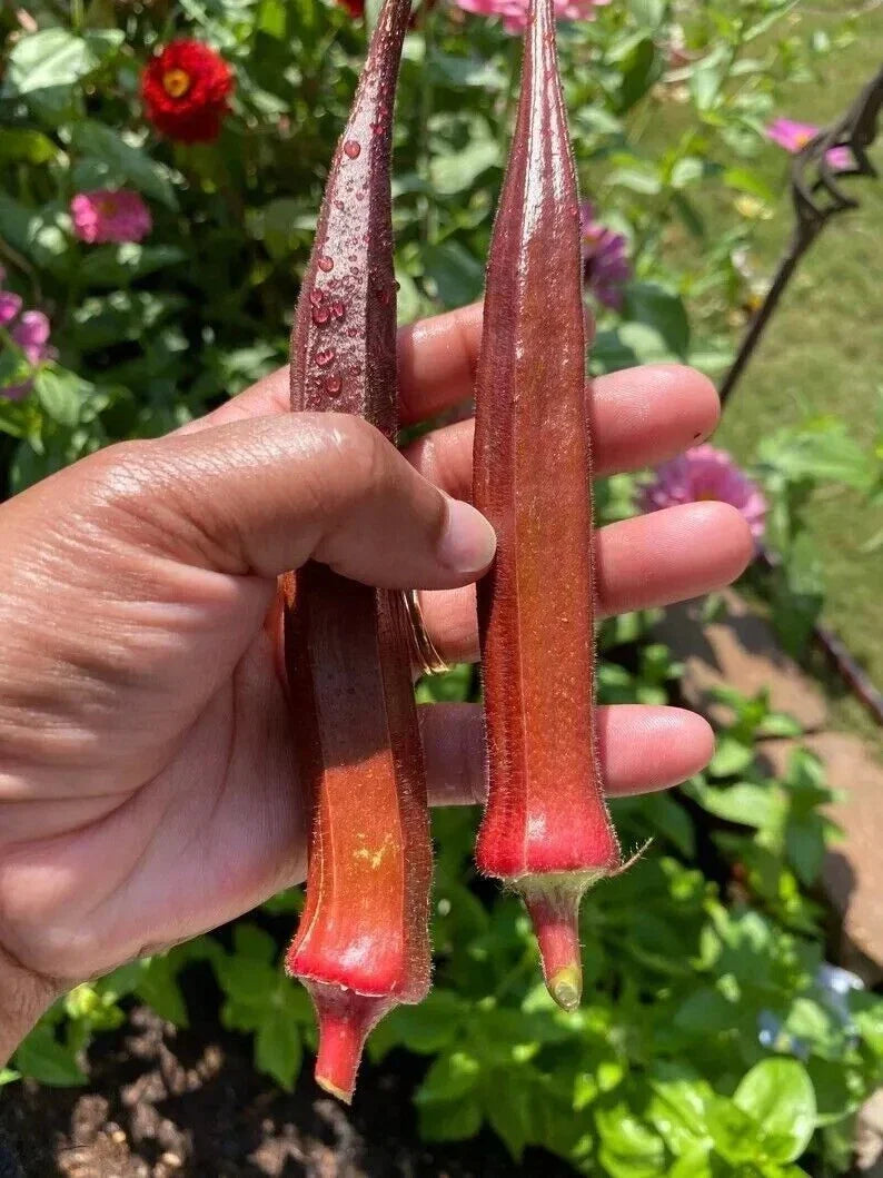 25+ Red Burgundy Okra Seeds - Non-GMO Heirloom - Abelmoschus esculentus - Organic Vegetable Seeds for Home Gardens