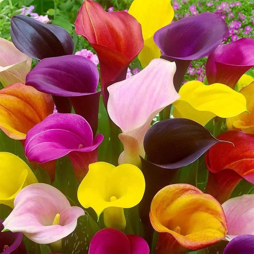 Calla Lily Bulbs for Planting - Mixed Color - Zantedeschia spp. - Vibrant Flowers for Garden & Containers
