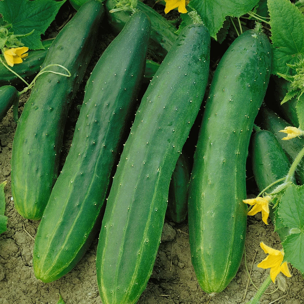 Straight Eight Cucumber Seeds | 25 Count | Slicing Variety | Cucumis sativus | AAS Winner, High-Yield, Disease Resistant