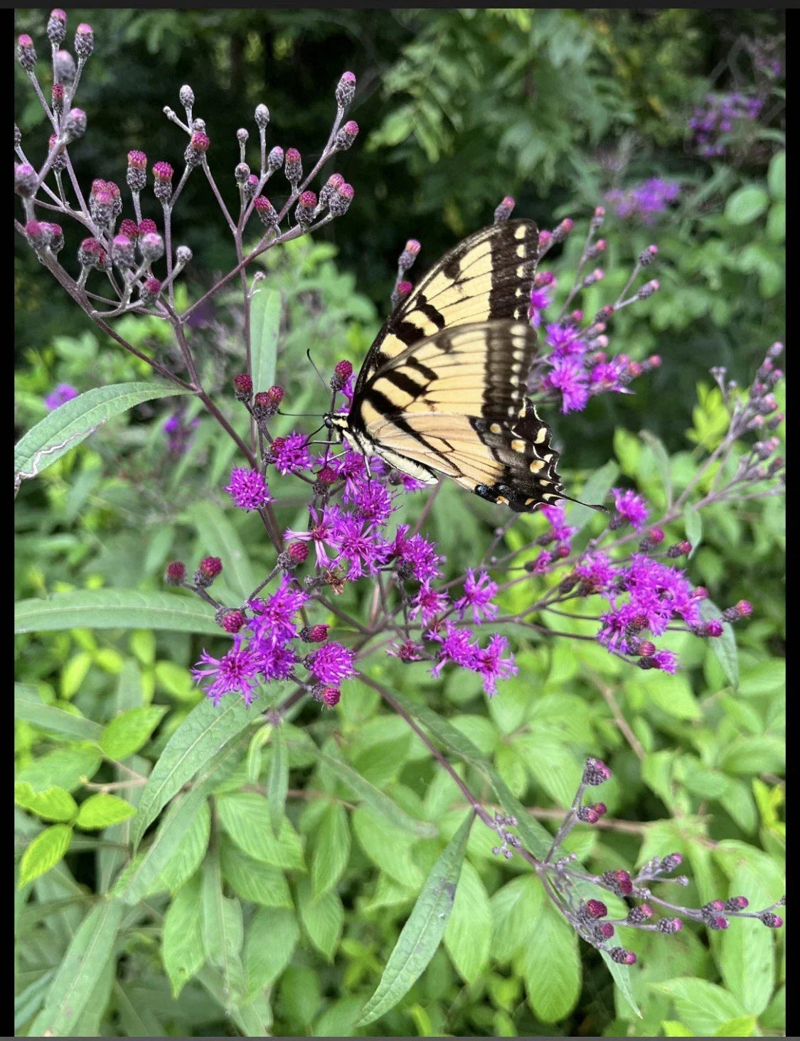 Joe Pye Weed Live Bare Root Plants, 4 Pack, Purple Blooms, Eupatorium purpureum, Perennial Flowering Garden Plant