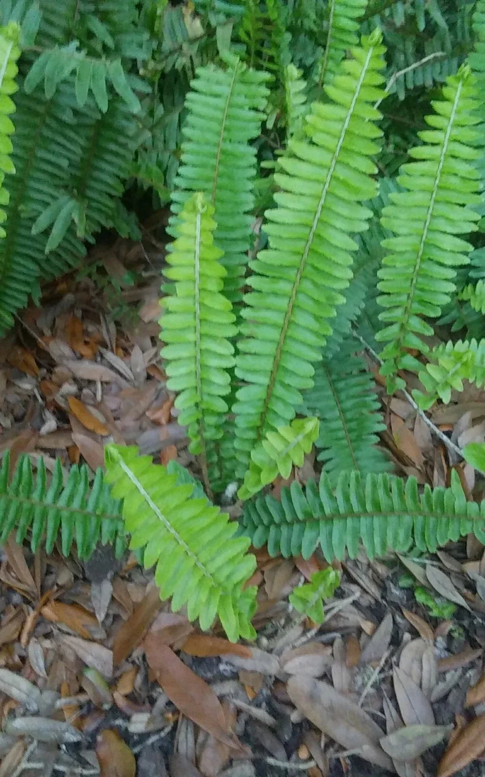 15 Rooted Live Boston Fern Plants - Nephrolepis exaltata - Tropical Greenery for Shade - Indoor/Outdoor Organic Gardening