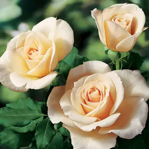 Rose Cuttings 3-Pack Canada Variety for Rooting - Rosa spp. - Vibrant Pink Flowers, Fragrant Aroma, Easy Care