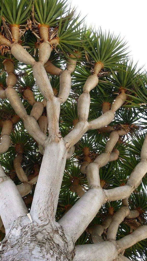 Dragon Blood Bonsai Tree Seeds - 6 Seeds - Dracaena Draco - Exotic Indoor/Outdoor Plant