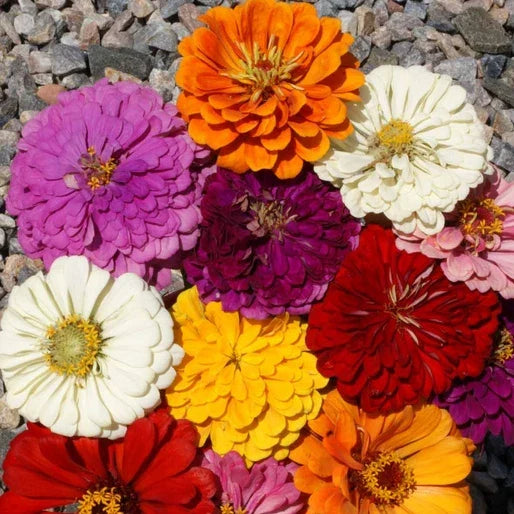Zinnia Seeds Packet - California Giants Mix, 7 Color Variety, Giant Flowers, Zinnia elegans, 50 Seeds