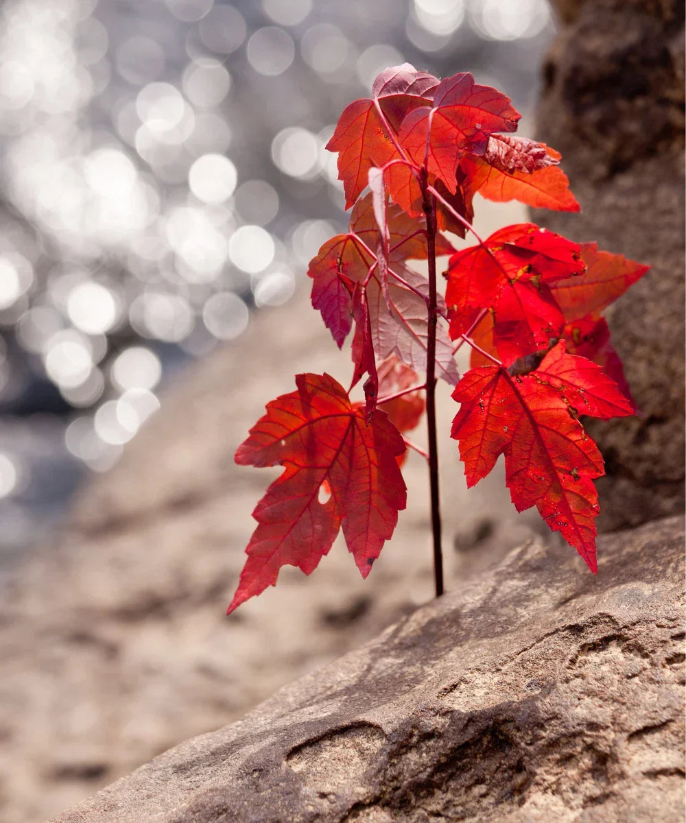 Red Maple Live Tree Starter 4+ Inches - Acer Rubrum - Vibrant Red Foliage, Hardy Landscape Plant for Garden & Yard