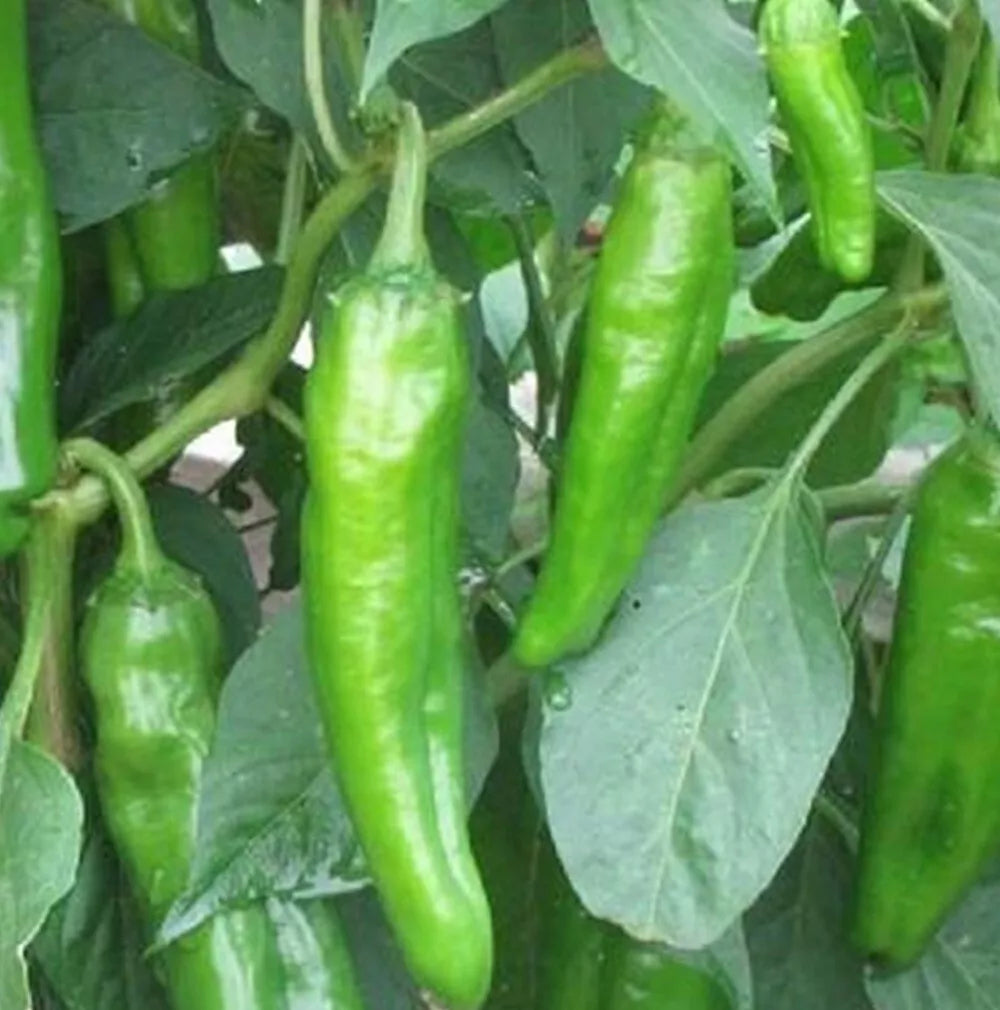 Anaheim Chili Hot Pepper Seeds | NON-GMO Heirloom | Capsicum annuum | Fresh Garden Seeds for Spicy Culinary Dishes