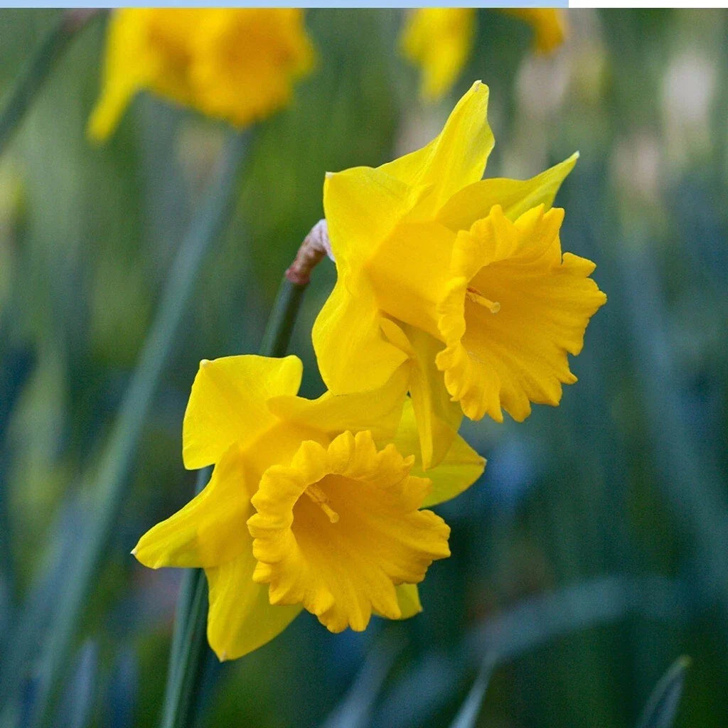 Yellow Trumpet Daffodil Bulbs - 5 Pack | Deer Resistant | Narcissus 'King Alfred' | Vibrant Yellow Blooms for Spring Garden