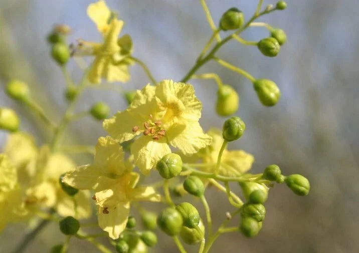 Blue Palo Verde Seeds - 20+ Drought-Tolerant Parkinsonia florida for Gardens - Green Trunk, Yellow Blooms, Xeriscaping