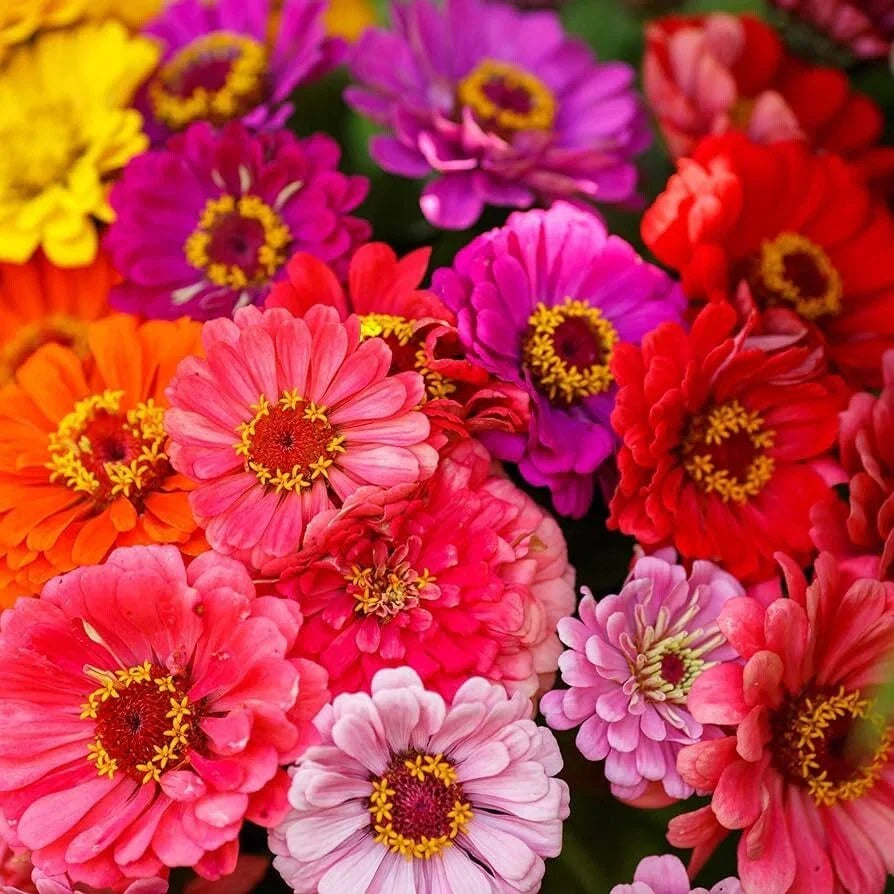 Zinnia Seeds - Over the Rainbow Mix - 100+ Colorful Garden Flowers - Zinnia elegans - Non-GMO Flower Seeds
