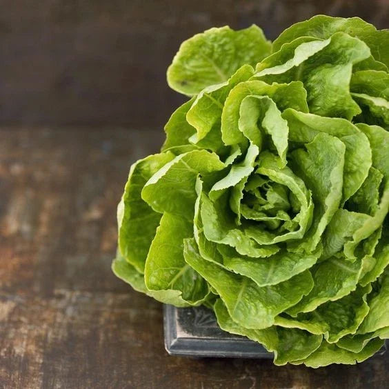 Butter Crunch Lettuce Seeds - 600+ Organic Non-GMO - Lactuca sativa - Open Pollinated for Home Garden