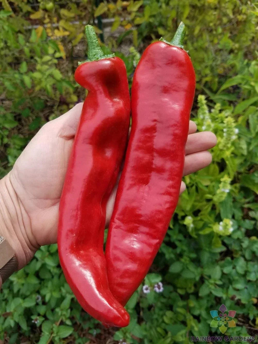 Guajillo Chile Hot Pepper Seeds - 25+ Pack - Capsicum annuum - Non-GMO, USA Grown for Garden Planting