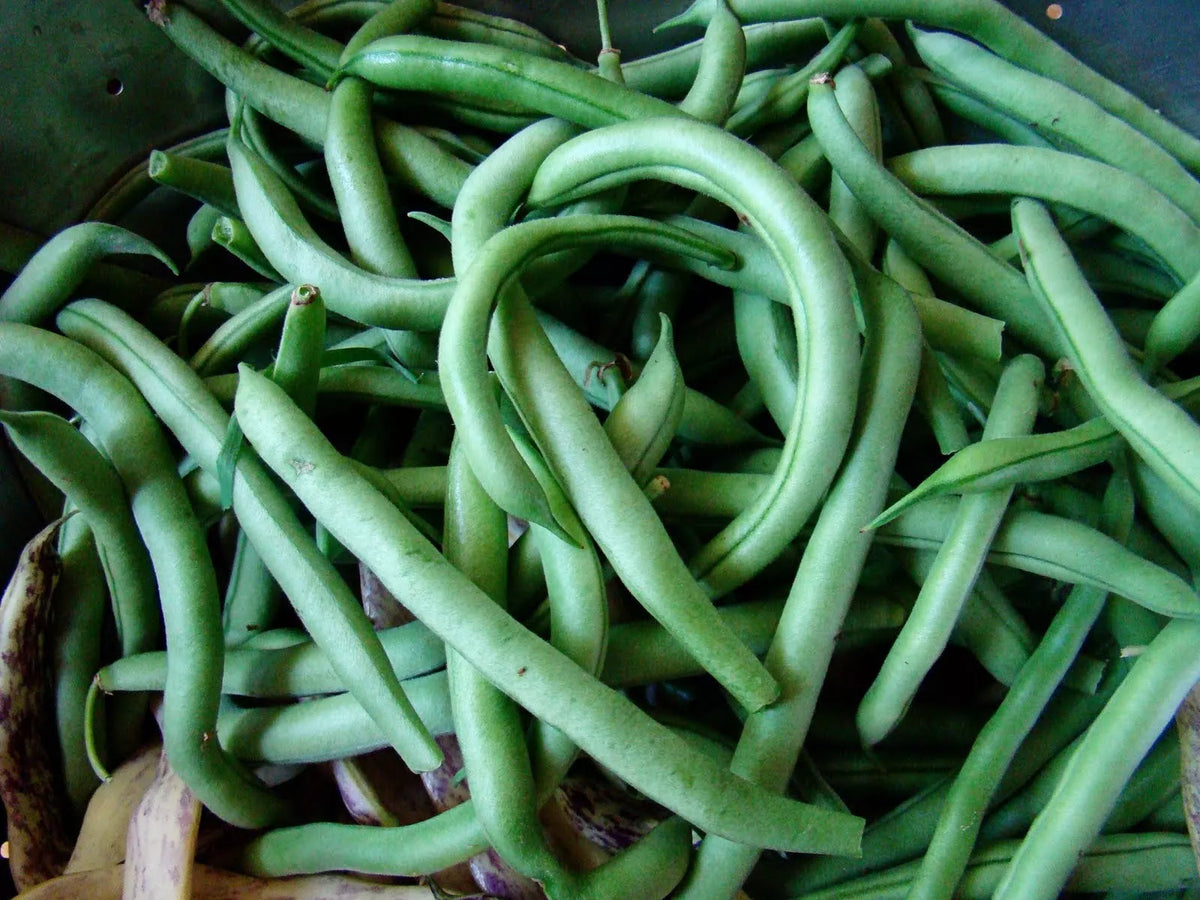 Blue Lake Bush Green Bean Seeds - NON-GMO Heirloom, Organic, High Yield - Phaseolus vulgaris - Perfect for Gardening