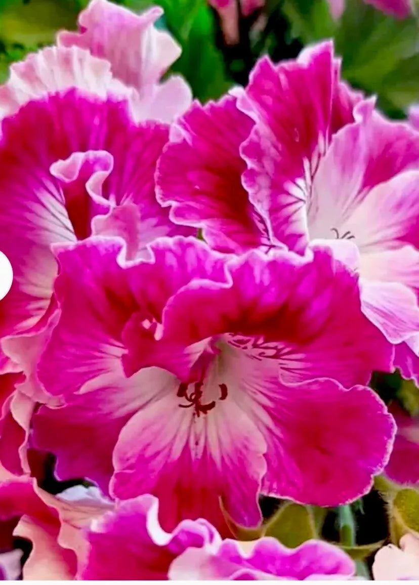 Rare Pink and White Streaks Geranium Live Plant, Perennial, Pelargonium hortorum, Compact Growth for Garden or Indoor Decor