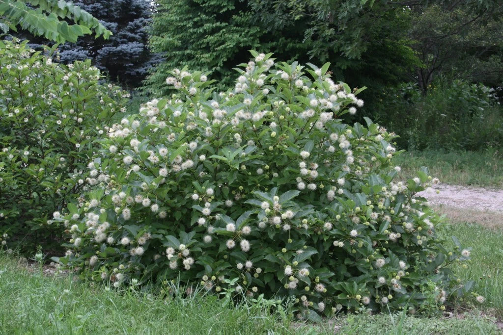 Buttonbush Live Plant Set of 2, Wet Soil Tolerant Native Shrub, Cephalanthus occidentalis, Rain Garden Friendly