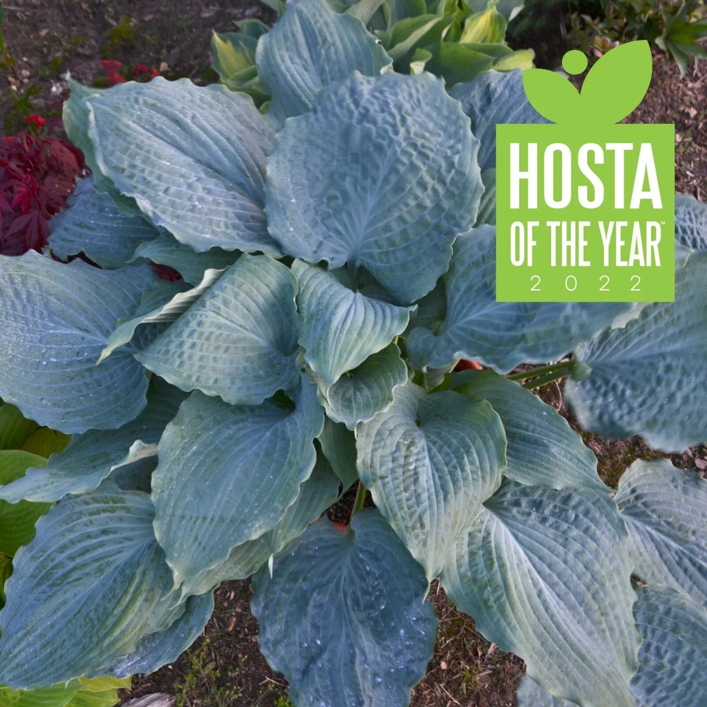 Hosta Plant 5.25" Pot Diamond Lake Perennial Hosta 'Diamond Lake' Blue-Green Foliage Heart-Shaped Leaves