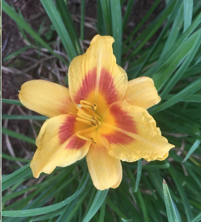 Daylily Plants - 4 Bare Root Red Eye Stella de Oro - Hemerocallis 'Stella de Oro' - Perennial Garden Flowers