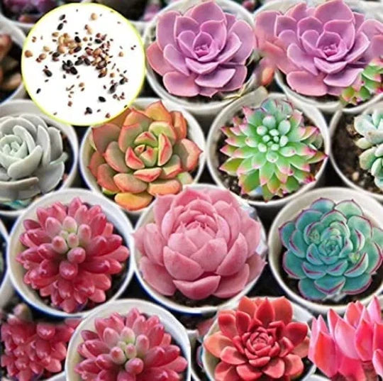 Hens and Chicks Succulent Seeds - 50 Pack - Sempervivum spp. - Drought Tolerant, Easy to Grow Cactus for Gardens