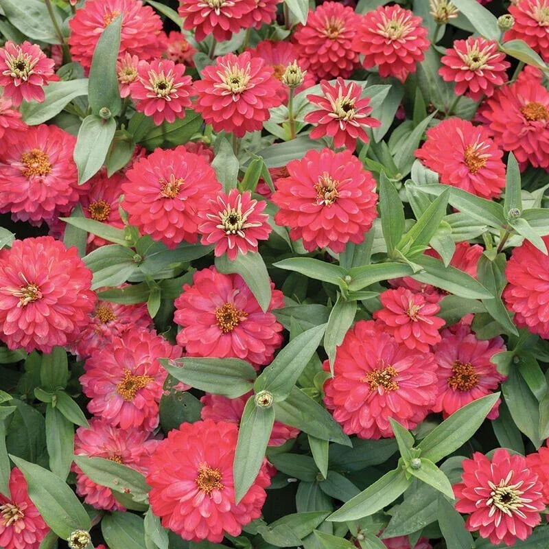Zinnia Seeds 100+ Pack Double Zahara Salmon Zinnia elegans Annual Flower Seeds for Garden