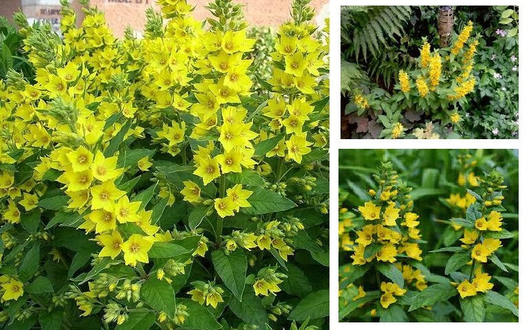 Yellow Loosestrife Root Systems Starts - Perennial Wetland Plants - Lysimachia vulgaris - 2 Healthy Roots for Bog Gardens