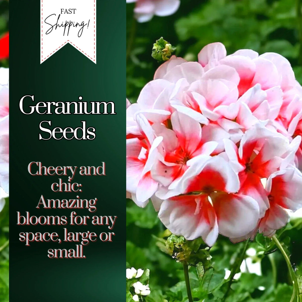 Geranium Seeds Packet - 100 Non-GMO Fragrant Seeds - Pelargonium spp. - Vibrant Colors for Garden & Containers