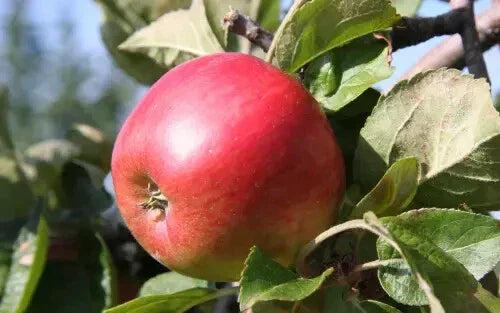 Freedom Apple Seeds - 25 Heirloom Seeds for Garden Planting - Malus domestica - Non-GMO, USA Grown, Easy to Grow