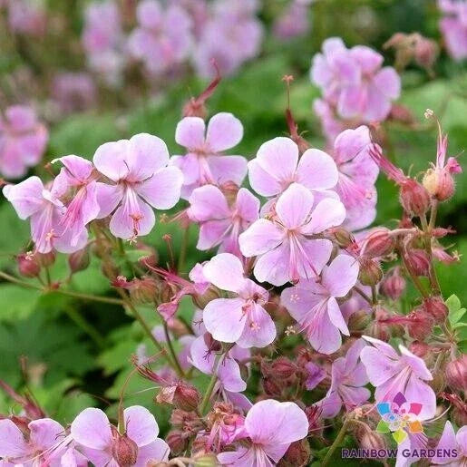 Hanne Geranium Seeds - 25+ Pack - Pelargonium 'Hanne' - USA Grown, Non-GMO, Vibrant Annual Flowers for Garden Planting