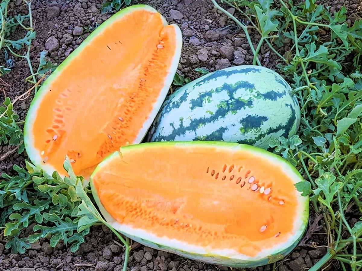 Tendersweet Orange Watermelon Seeds - 25+ Heirloom Non-GMO - Citrullus lanatus - Sweet, Juicy Garden Fresh Fruits
