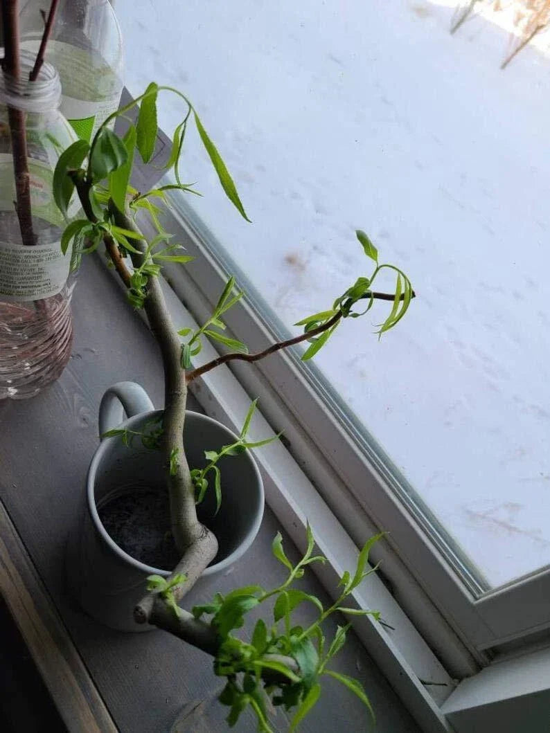 Willow Cuttings - 6 Indoor Cuttings - Rabbit-Friendly - Salix spp. - Easy to Grow, Low Maintenance, Pet-Safe Indoor Plants