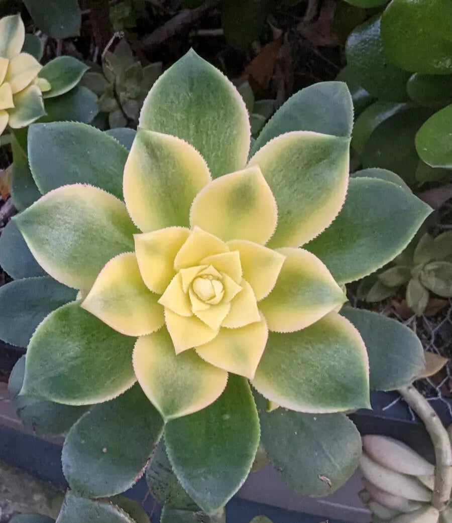 Aeonium Kiwi Cutting - 3" Unrooted - Unique Succulent - Aeonium 'Kiwi' - Vibrant Green and Cream Foliage for Propagation