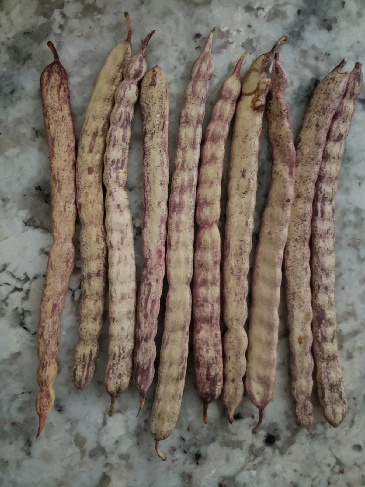 Honey Mesquite Seed Pods - 10 Pack - Drought Tolerant Legume, Prosopis glandulosa, 2025 Harvest, Xeriscaping Ideal