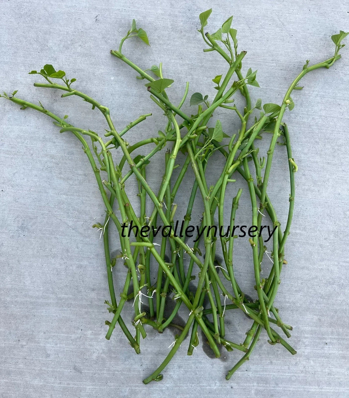 Sweet Potato Slips - 10 Rooted Vines - Organic Varieties - Ipomoea batatas - Perfect for Home Gardening and High Yields