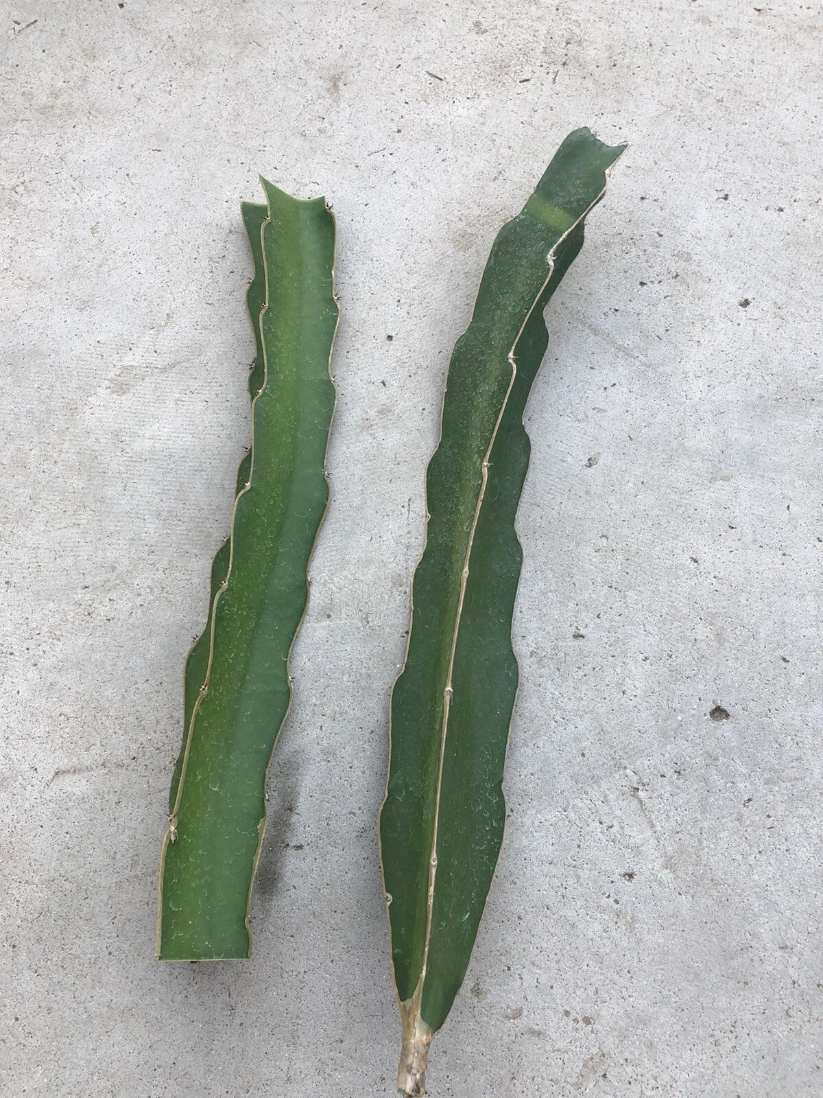 White Flesh Dragon Fruit Cuttings - 10”-12” Fresh Pitaya Succulent Cactus - Hylocereus undatus - No Roots