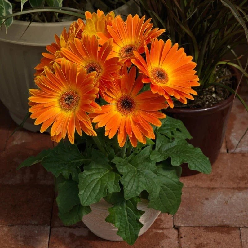 Majorette Gerbera Daisy Seeds - 200+ Count - Vibrant Colors - Gerbera jamesonii - Ideal for USA Gardens - Non-GMO