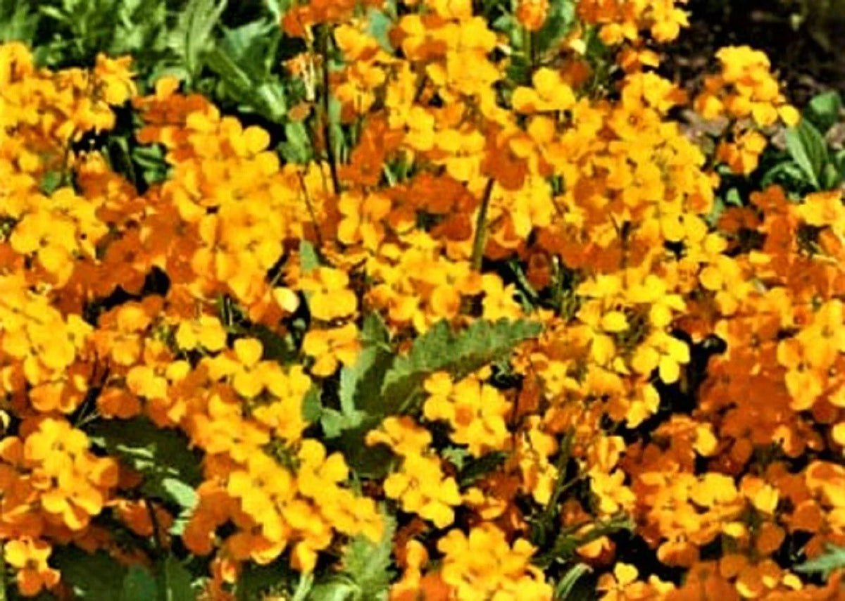 Siberian Wallflower Seeds - 200+ Non-GMO Seeds - Erysimum cheiri - Yellow-Orange Flowers - Easy to Grow for Garden