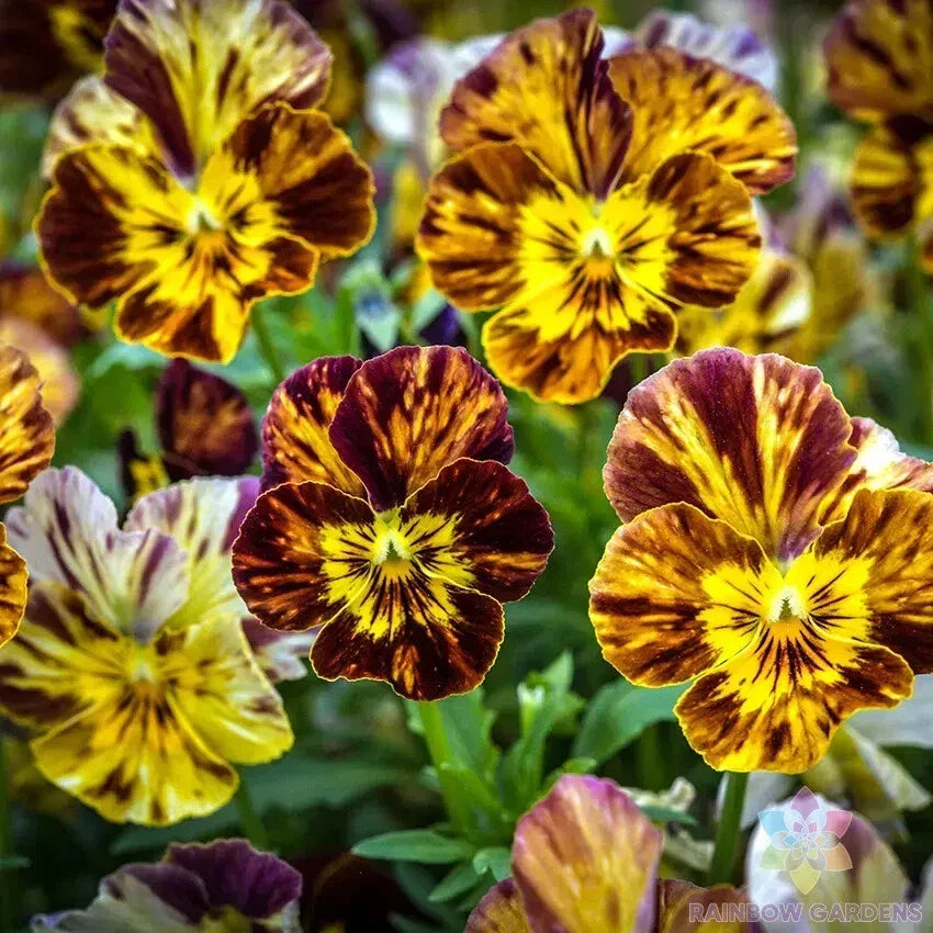 Pansy Seeds - 200+ Count - Brush Strokes Variety - Viola tricolor var. hortensis - USA Grown - Non-GMO