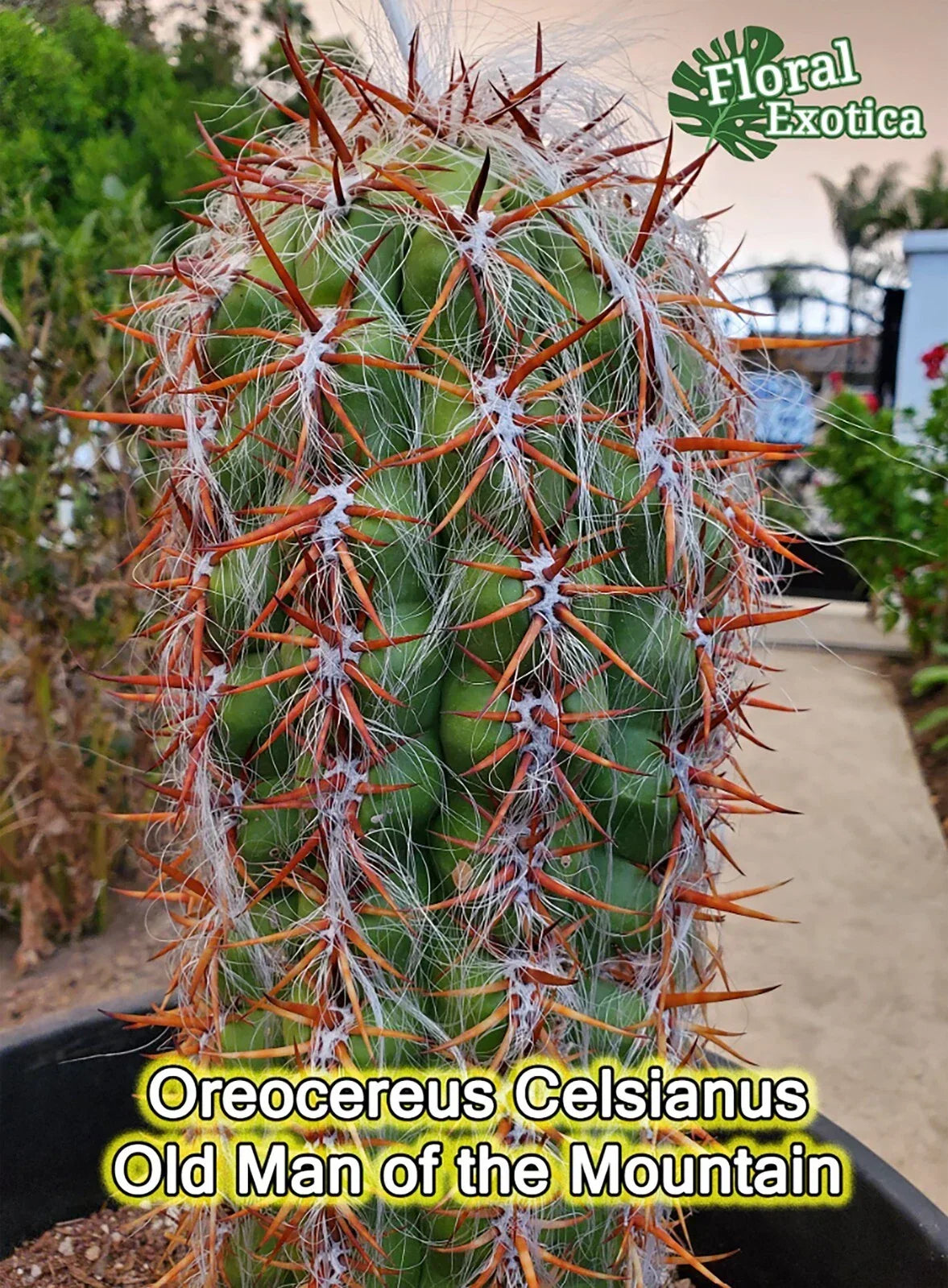 Oreocereus Celsianus Starter Plant - High Color Contrast Cactus - Silver Torch - Easy Care - US Shipping