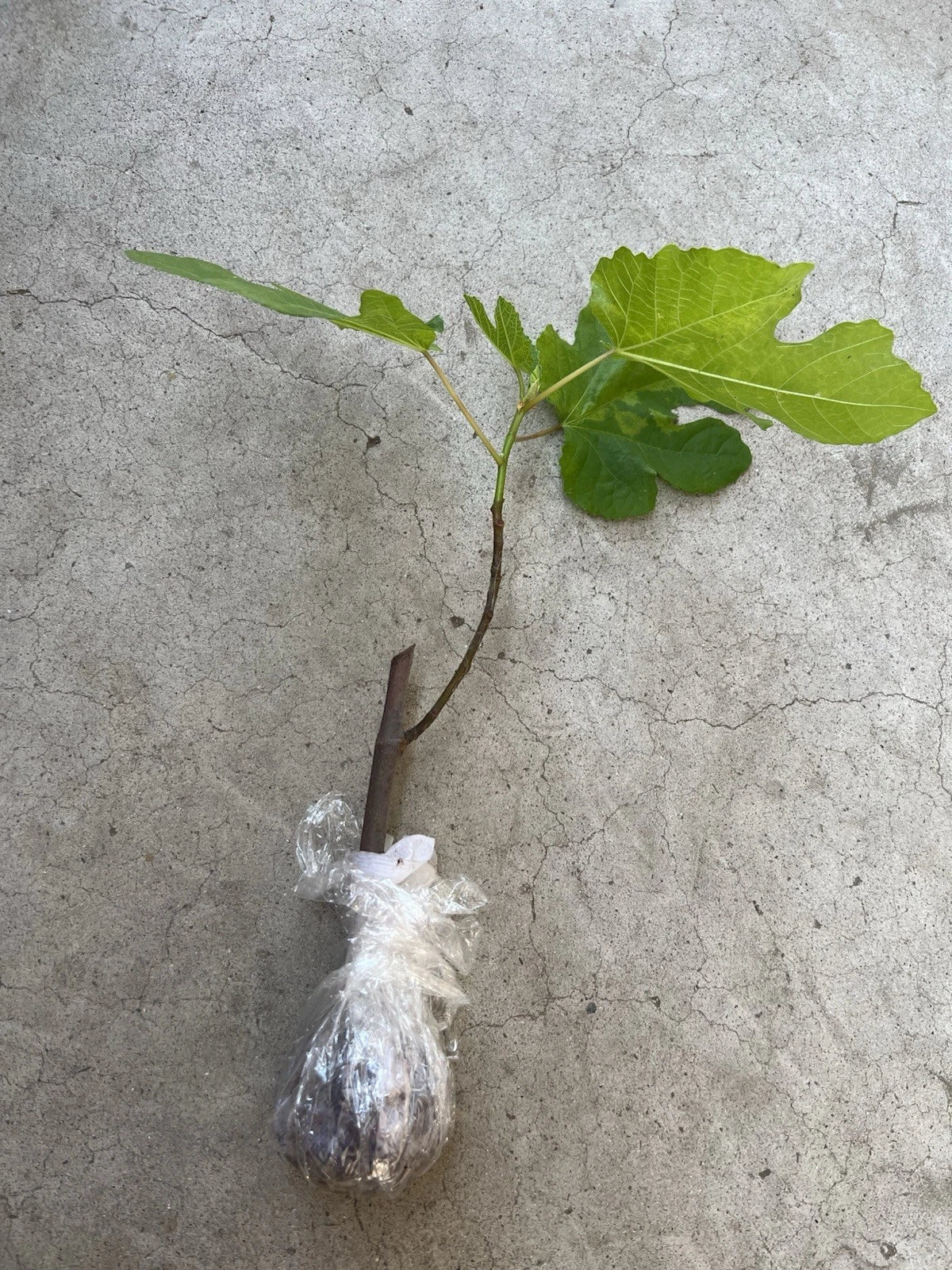 Live Fig Tree Plant 15” Ficus carica - Ready to Plant, No Pot, Delicious Figs, Low Maintenance, Ideal for Garden or Patio