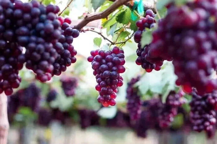 Sweet Red Grape Seeds - 20 Count - Vitis vinifera - Home Garden - USA Seller - 2024 Harvest