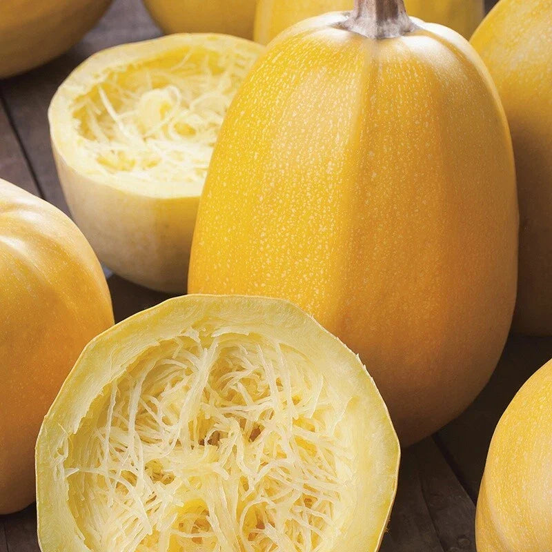 Yellow Spaghetti Squash Seeds | Non-GMO Vegetable Seeds | Cucurbita pepo | Perfect for Fall Winter Garden
