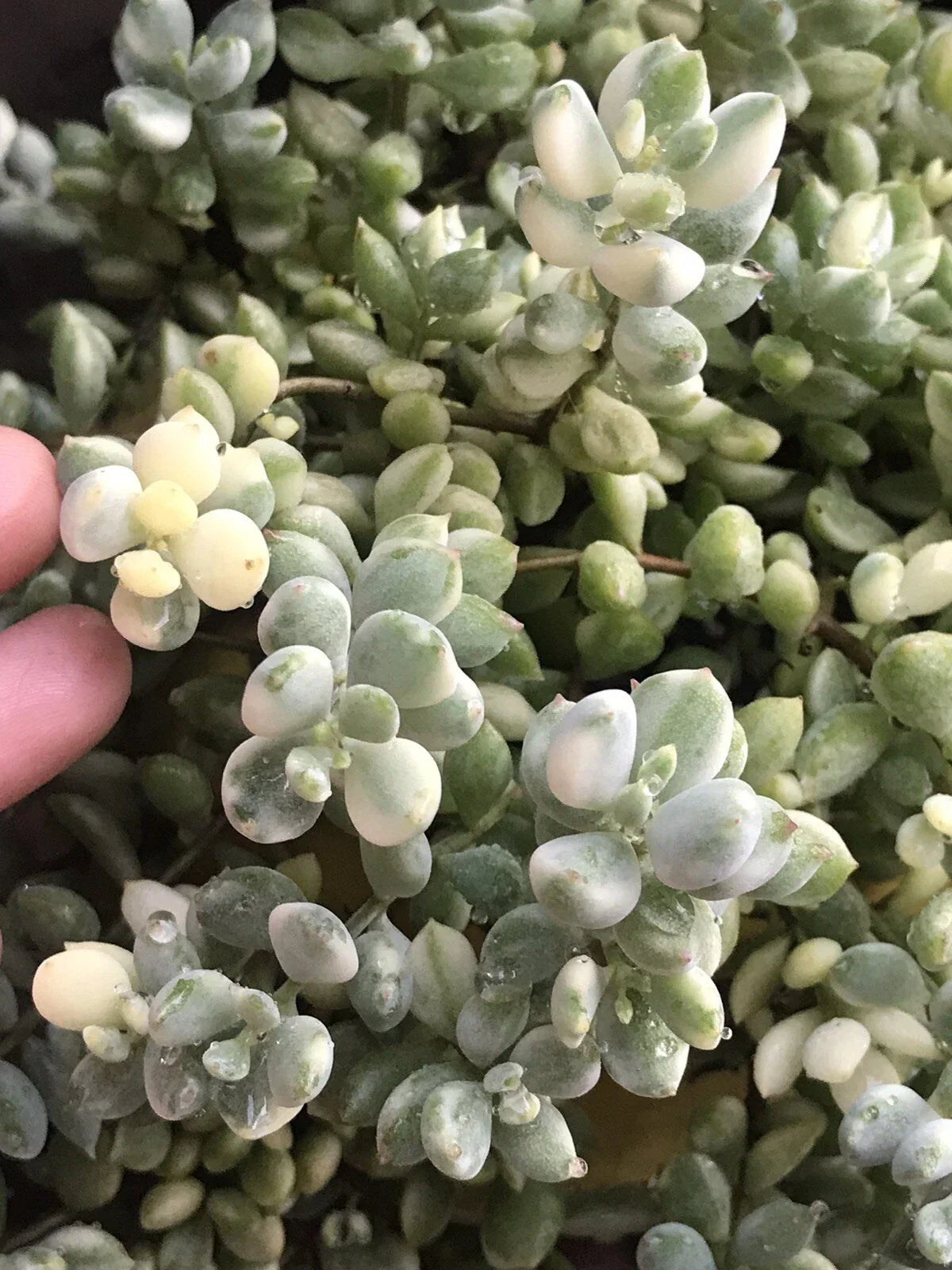 Rare Echeveria Cuttings 4” Cotyledon Pendens Variegata - Unique Succulent Plant for Home Decor, Echeveria pendens variegata