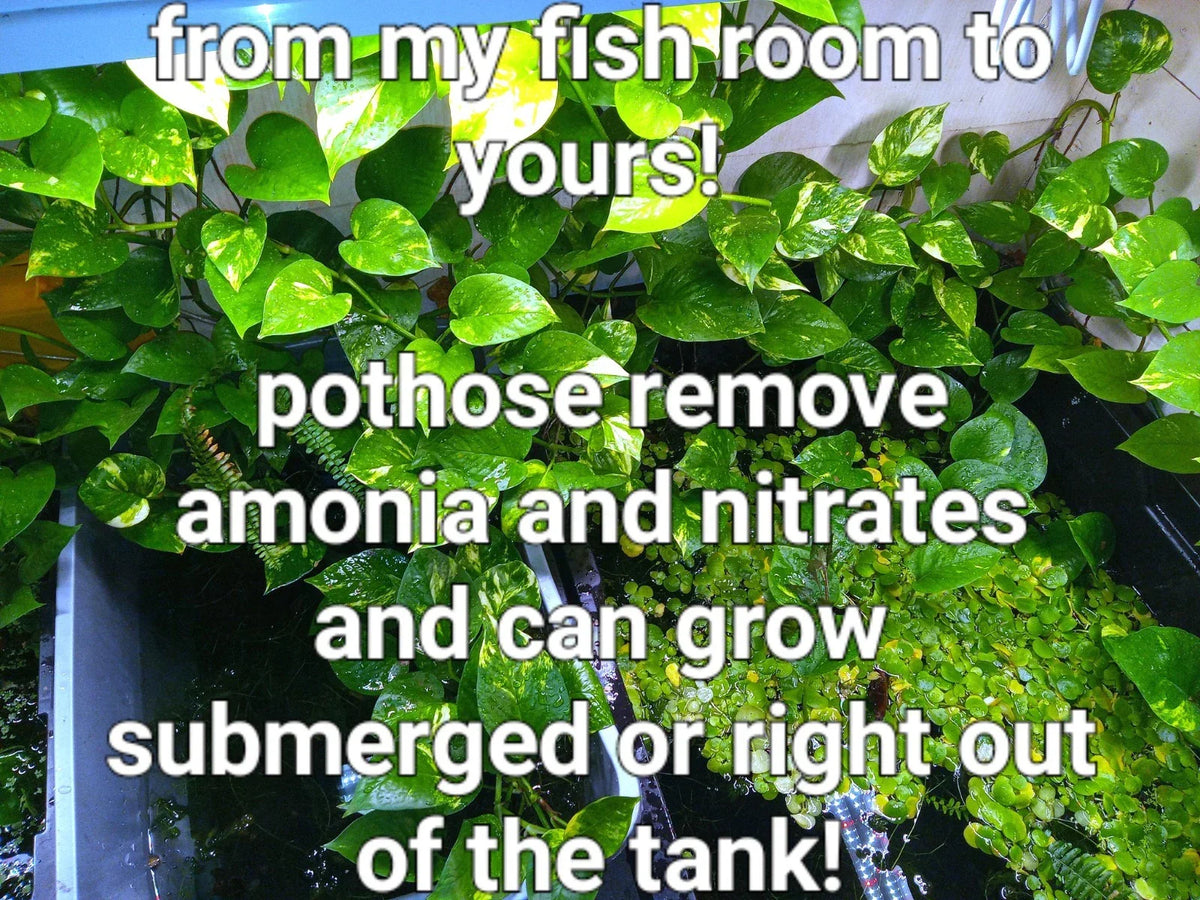 Rooted Pothos Plants Set - 8+ Golden, Green & Marbled Queen - Epipremnum aureum - Perfect for Aquariums & Water Quality
