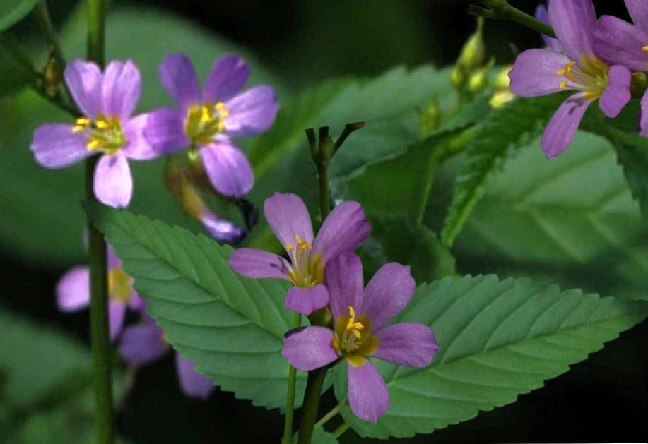 Pyramidflower Herb Seeds - 50+ Non-GMO Seeds, Melochia pyramidata - Medicinal & Culinary Use, Easy to Grow